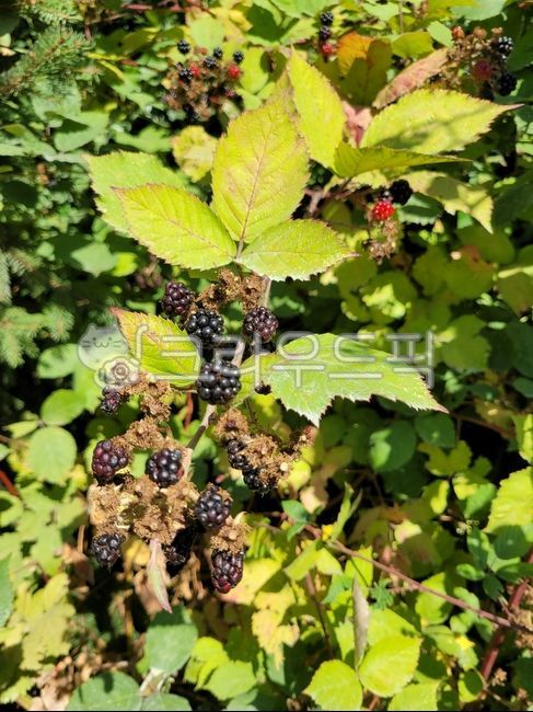 raspberry,Fruit,blackberry,fruit,Bokbunja