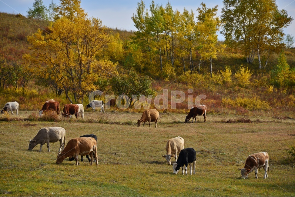 animal,동물,flock,대군,mammal,포유류,sheep,scenery,풍경,outdoors,옥외,nature,자연,landscape,경치,중국,몽고,패상,패상가을,소,소떼,목축업,목장,livestock farming,ranching,pasture