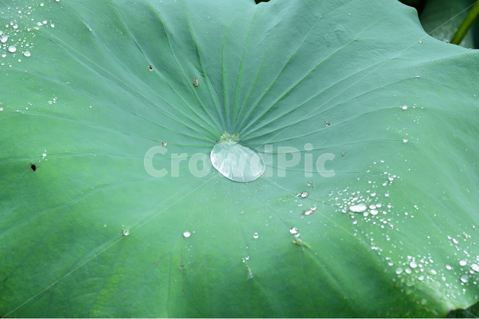 plant,식물,leaf,잎,연잎,물방울,식물,자연,plants,nature