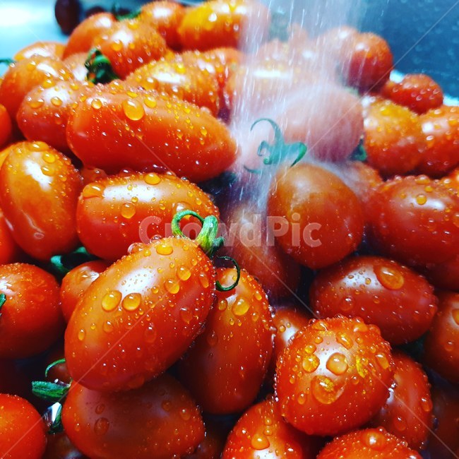 토마토,레드,음식,채소,대추방울토마토,방울토마토