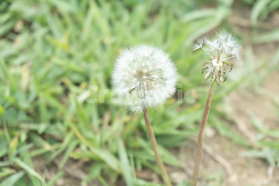 민들레,민들레홀씨,꽃,식물,flower