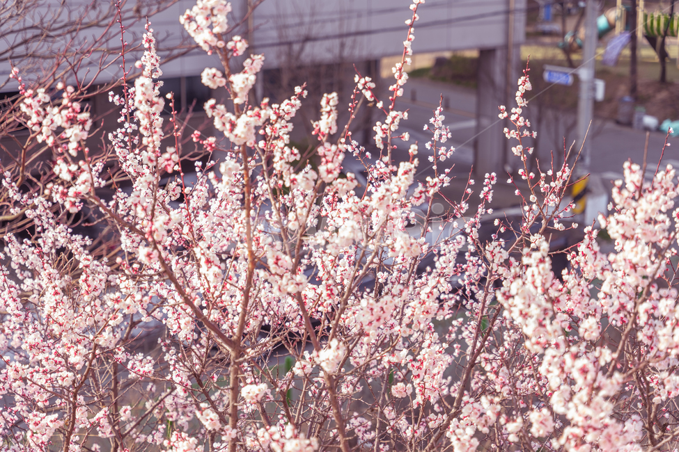 plant,식물,flower,blossom,꽃,cherryblossom,벚꽃,살구꽃,봄