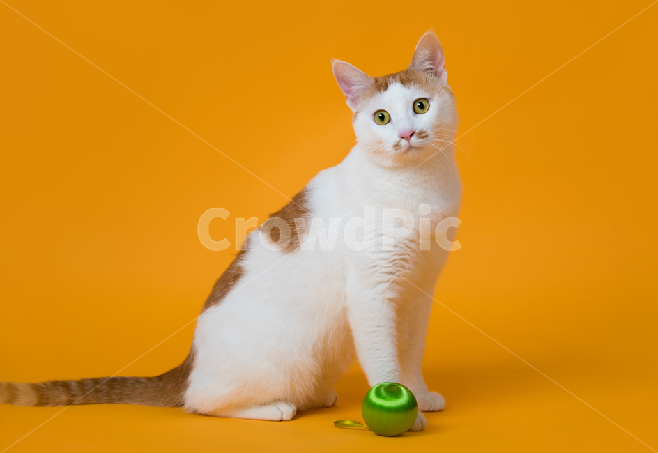 고양이,반점,카레반점,노란배경지,노랑색,옐로우,오렌지색,바라보는,쳐다보는,무늬,얼룩무늬,배경지,귀여운,얌전한,순한,실내,mammal,포유류,animal,동물,cat,pet,앉아있는,착한애,장난감,녹색,초록색,동물,animal,포유류,mammal,고양이,cat,kitten,kitty