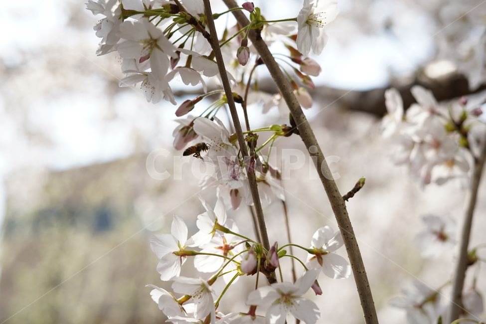 봄,벚꽃,꽃,벌,꿀벌,spring,flower