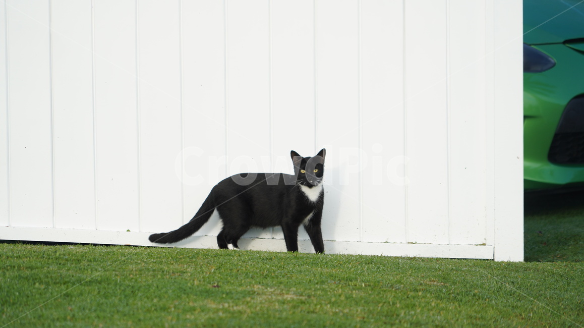 고양이,길고양이,고양이얼굴,cat,애완고양이,검정고양이,동물,animal,포유류,mammal,고양이,cat,kitten,kitty