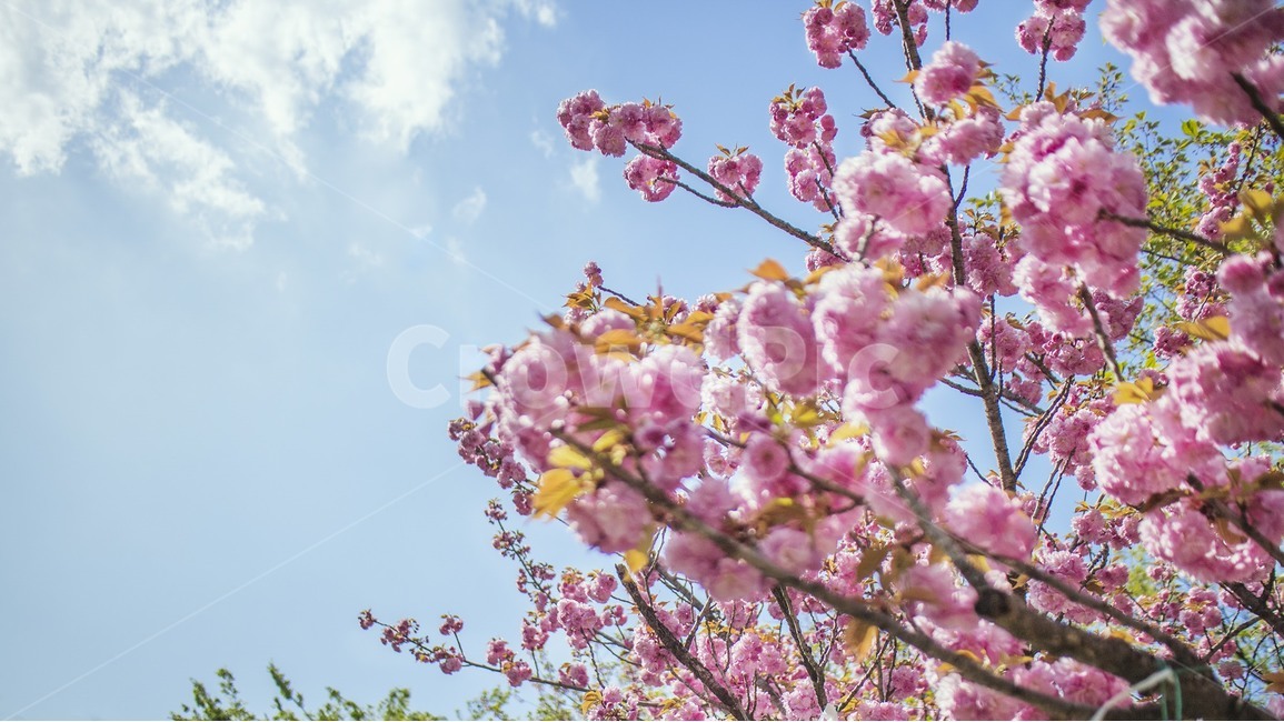 옥수동,꽃,벚꽃,하늘,나무,자연,봄,계절,spring,season,식물,자연,plants,nature,꽃,flower,plant,blossom