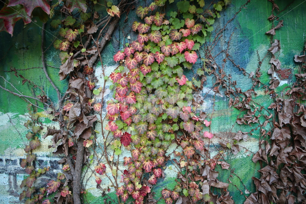 담쟁이,자연,나뭇잎,초록,단풍,가을,계절,fall,autumn,season,식물,자연,plants,nature,plant