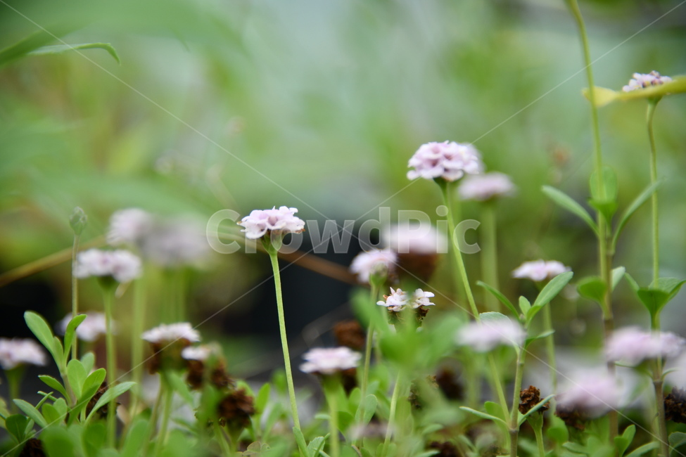 꽃,자연,식물,야생화,nature,flower,감성,feeling,배경,백그라운드