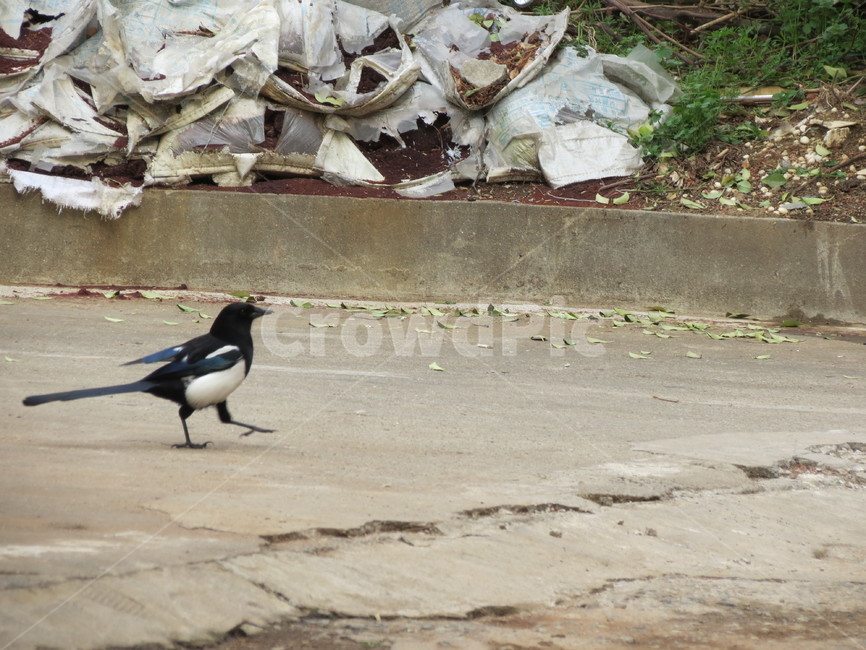 까치,새,풍경,한국,웅덩이,한국적인,길거리,종종걸음,설날,bird,magpie,magpiepictuer,korea,street,koreastreet,동물,animal,조류,새,birds
