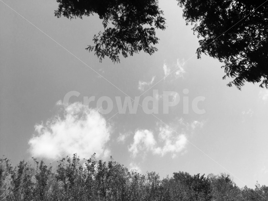 흑백사진,흑백,나무,하늘,구름,Black,Blackandwhite,White,Tree,Sky,Cloud,자연,풍경,nature,landscape,흑백,모노톤,monochrome,black and white,plant,식물,tree,weather,날씨