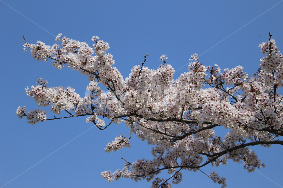 plant,식물,flower,blossom,꽃,벚꽃,벚꽃나무
