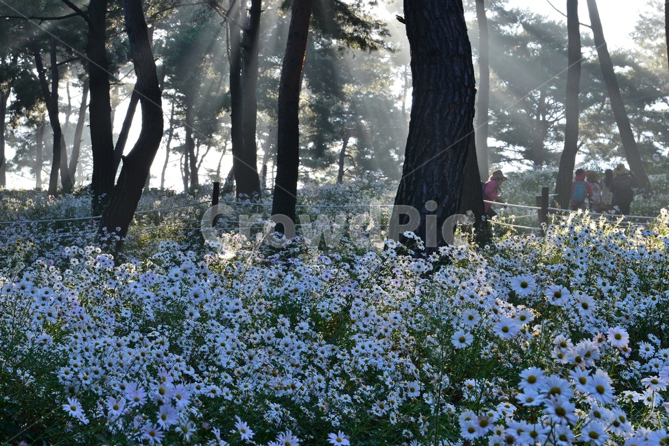 정읍,구절초공원,구절초,공원,빛내림,안개,plant,식물,tree,나무,person,사람,human,인간,treetrunk,나무줄기,축제,자연,풍경,nature,landscape