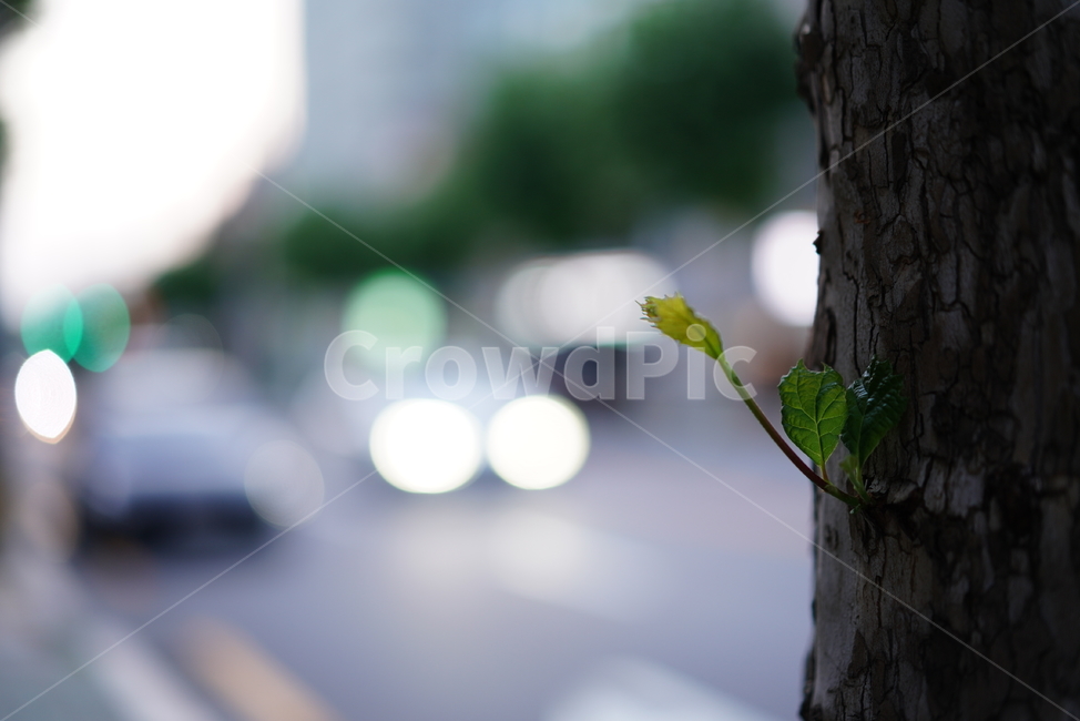 거리,빛,보케,street,색감