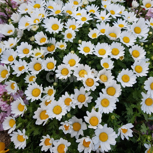 꽃,화분,꽃다발,자연,봄