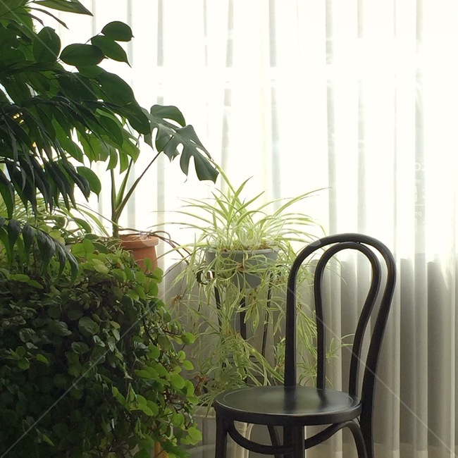 planterior,home decor,plant,house decoration,Planterior