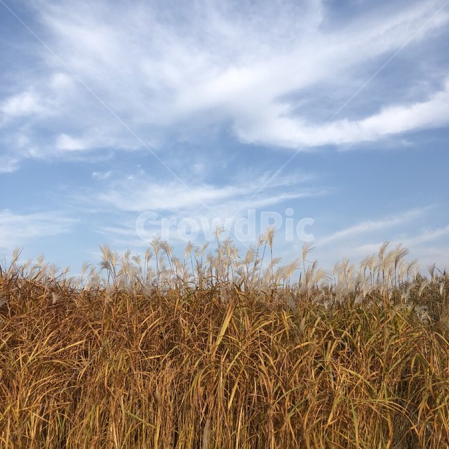 갈대,가을,하늘,갈색,구름,흰구름,자연,풍경,가을,계절,fall,autumn,season,자연,풍경,nature,landscape,grass,잔디,plant,식물