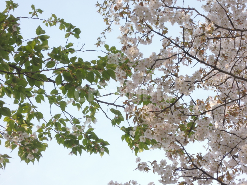 벚꽃,봄,나뭇가지,산책,숲,자연,나무,공원,park,spring,cherryblossom,season,tree,branch,bloom,floral,natural,outdoor,petal,sakura,봄,계절,spring,season,식물,자연,plants,nature,꽃,flower,plant