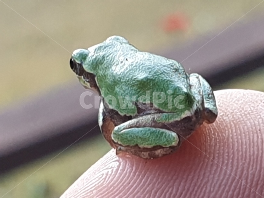 청개구리,개구리,파충류,귀여움,작은,동물,animal,파충류,양서류,reptile,amphibian
