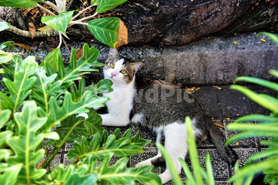 고양이,길고양이,동물,야옹이,귀여움,흑색,초록색,길,자연,풍경,cat,animal,cuteness,black,green,동물,animal,포유류,mammal,고양이,cat,kitten,kitty