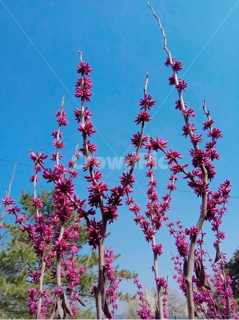 봄,꽃,식물,분홍색,자연,봄,계절,spring,season,식물,자연,plants,nature,꽃,flower,plant,blossom