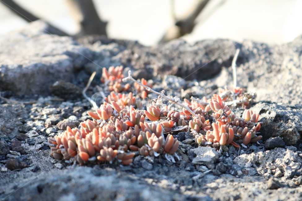 plant,식물,nature,rock,자연,돌