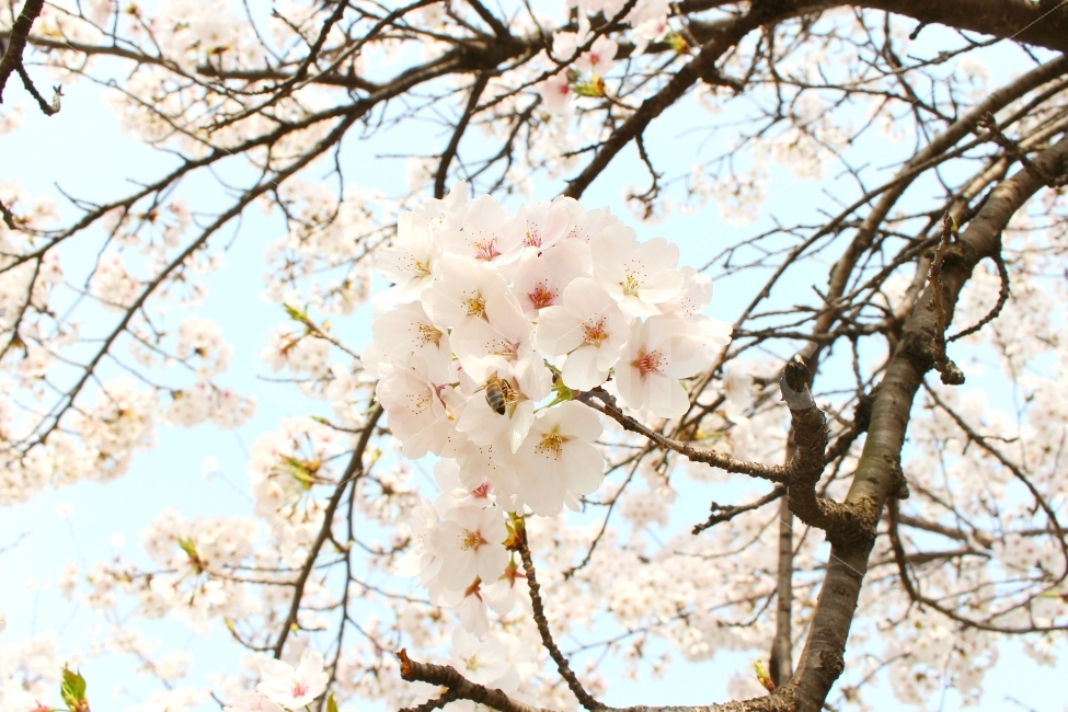 자연사진,꽃,풍경,봄,감성사진,cherryblossoms,spring,flower,벚꽃,하늘,sky,소녀감성,감성,봄,계절,spring,season,식물,자연,plants,nature,꽃,flower,plant,blossom