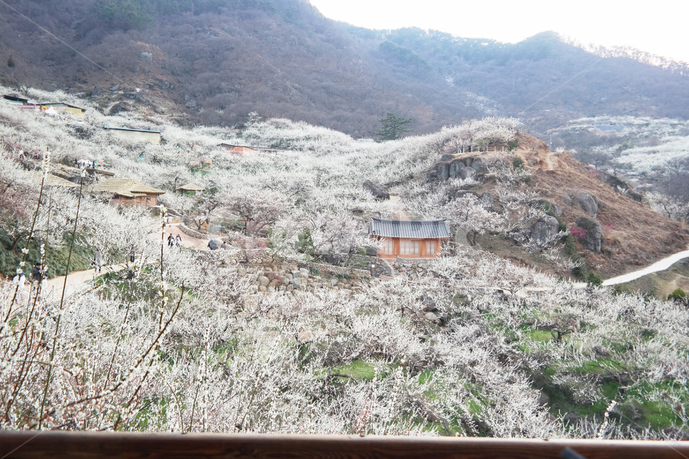매화,매화꽃,flower,blossom,식물,자연,season,plants,nature,야외,spring,봄,기와집,풍경,outdoors,식물,자연,plants,nature,꽃,flower