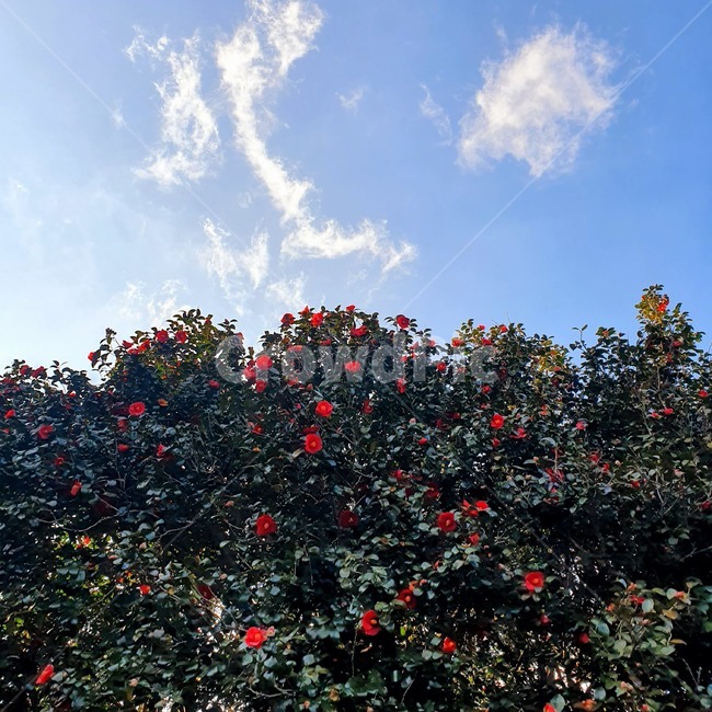 동백,동백나무,동백꽃,봄,꽃,plant,식물,leaf,잎,flower