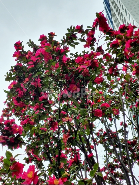 plant,식물,동백,동백꽃필무렵,겨울꽃,동백꽃,자연,빨간꽃,붉은꽃,red