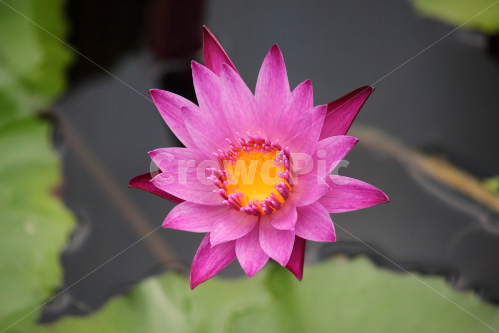 수련,꽃,수련꽃,연,waterlily
