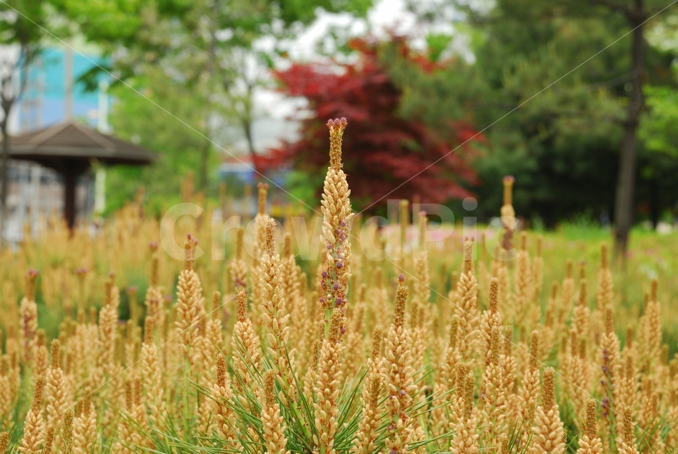 조경,나무,하늘,초록,공원,봉우리,꽃,봄,여름,산책,자연,식물,자연,plants,nature