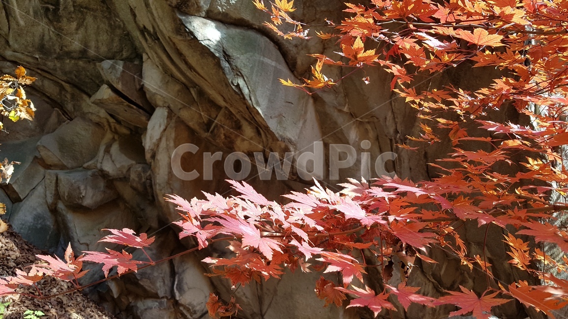 도봉산,단풍,도봉산단풍,가을풍경,단풍나무,단풍잎,도봉산거북골,가을,계절,fall,autumn,season,leaf,잎,plant,식물,tree,나무,maple