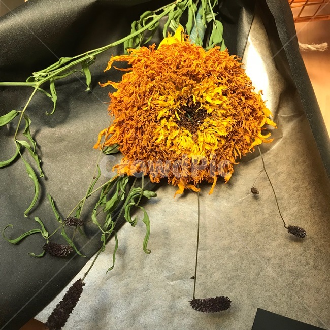 해바라기,드라이플라워,해바라기꽃,sunflower,선물,꽃선물,flower,dryflower