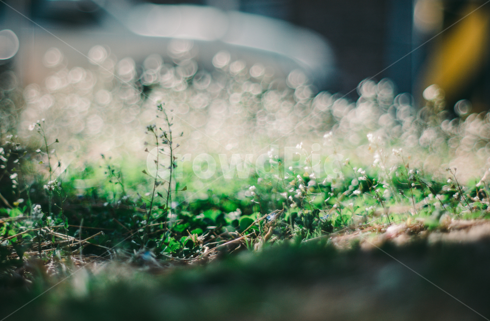 들꽃,꽃,풀,잡꽃,flower,식물,자연,plants,nature,감성,sensible,feeling,휴식,힐링,rest,relaxation,healing