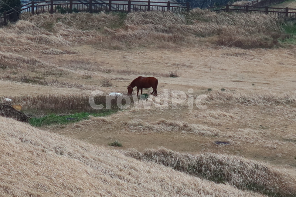 nature,자연,grassland,목초지,field,들,말,동물