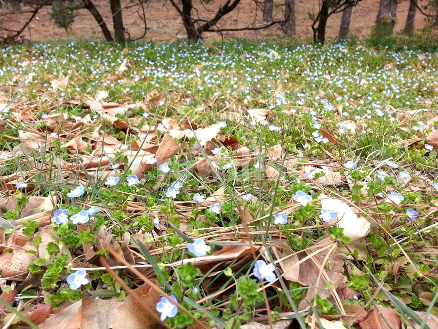 꽃,풀,낙엽,푸른꽃,가을꽃,가을,계절,별,낮,공원,땅,정원,flower,grass,fallenleaves,fall,autumn,season,star,day,park,land,ground,garden
