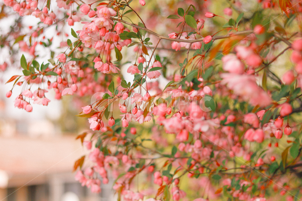 벚꽃,꽃,봄,4월,분홍색,핑크색,핑크,봄,계절,spring,season,식물,자연,plants,nature,꽃,flower,감성,sensible,feeling,plant
