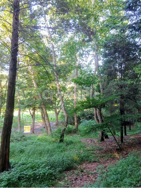 인천대공원,나무,초록색,예쁜,울창한,오솔길,trre,인천