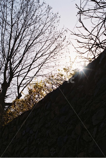 봄,봄햇살,햇빛,개나리,봄꽃,담벼락,하늘,자연,풍경,nature,landscape,light,빛,flare,플레어