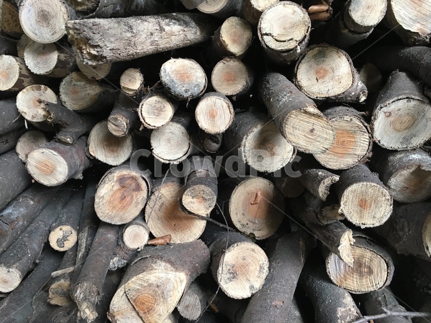 wood,나무,lumber,재목,나무절단면,나무,trees,wood