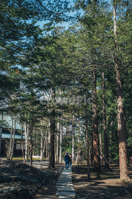 사람,나무,식물,tree,outdoors
