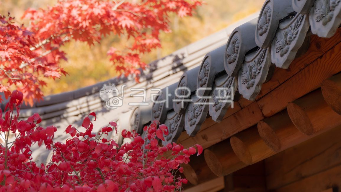 한국적인, 한옥, 기왓장, 전통가옥, 단풍나무, 사진,이미지,일러스트,캘리그라피 - 샤코작가