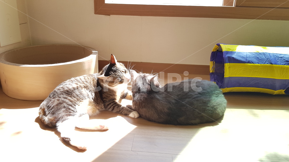 고양이,그루밍,cat,햇빛,코숏