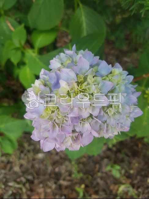 수국,수국화,꽃,동그란꽃,파란꽃,flower