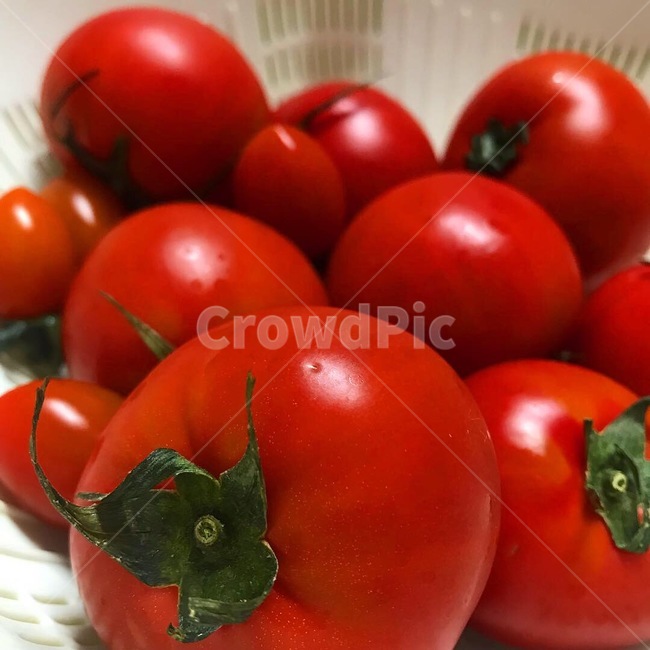 토마토,과일,빨강,음식,싱그러움,맛있는,빨간색,tomato,fruit,열매,감사,풍성