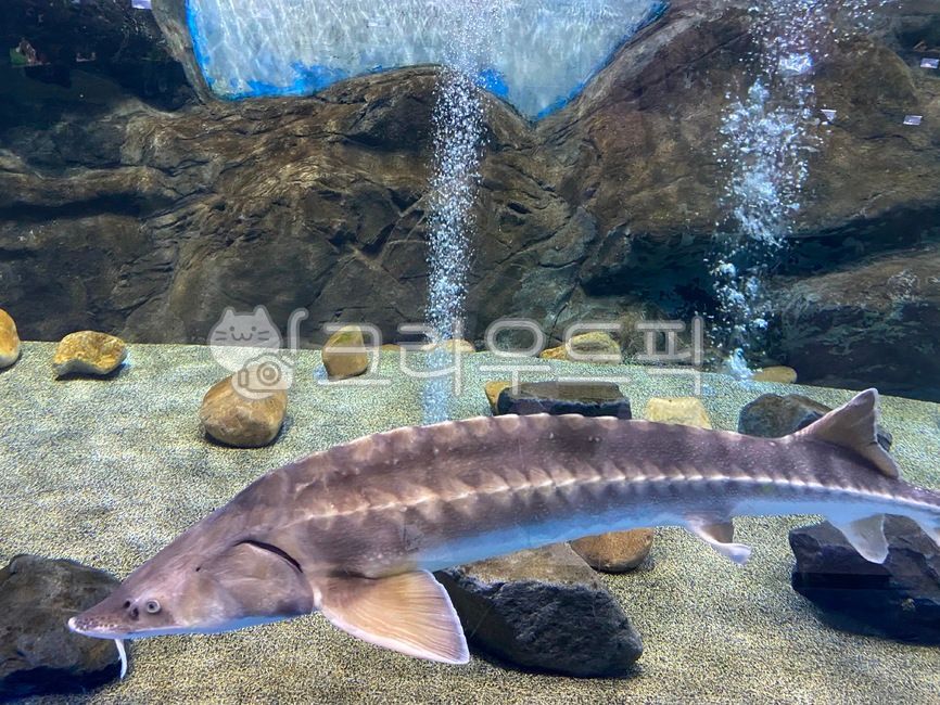 shark,fishbowl,Under the sea,fish,septuagenarian shark,sharks,baby shark