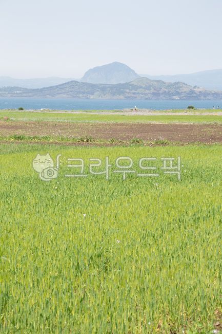 가파도, 제주도, 제주, 청보리, 청보리축제, 사진,이미지,일러스트,캘리그라피 - Ncar3876작가