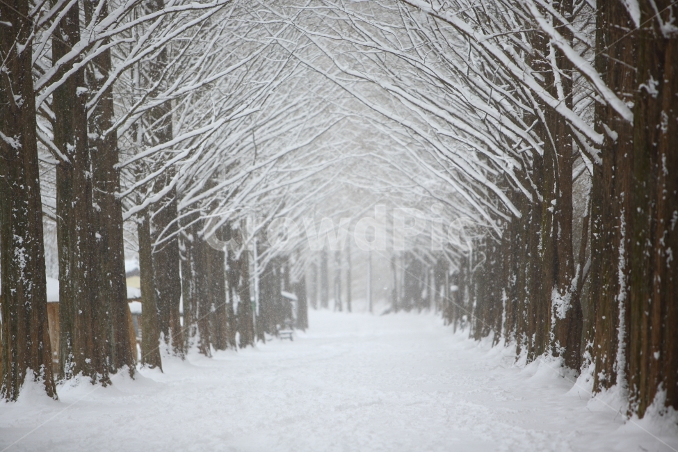담양,메타세쿼이아길,겨울풍경,눈,자연풍경,가로수길,길,아름다운길,겨울,계절,winter,season,자연,풍경,nature,landscape,한국자연풍경,한국자연경관,korea nature landscape,식물,plants,나무,trees,wood,outdoors,옥외,snow,blizzard,눈보라,storm,폭풍