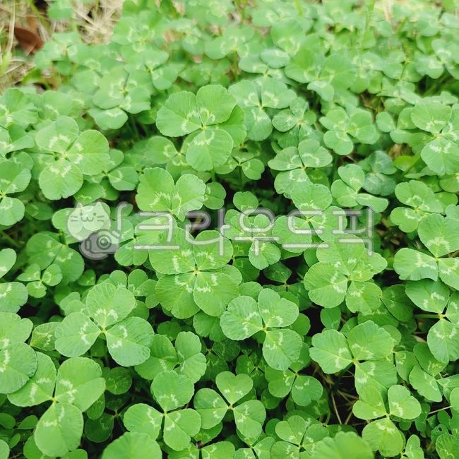 네잎클로버,행운,토끼풀,클로버,초록