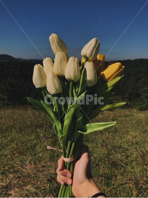 피크닉,piknic,제주도,오릉,jeju,island,newspaprt,꽃,flower,blossom,식물,plant